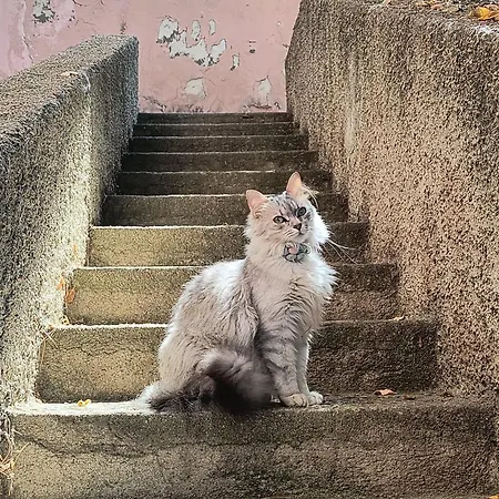 Appartamento Gabbiano By Interhome *