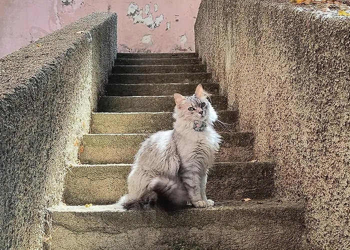 Appartamento Gabbiano By Interhome *